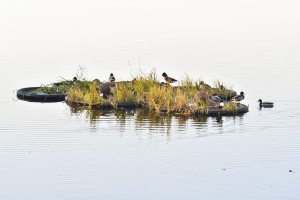 Sprzatamy_Rzeki_Wroclawia_Fundacja_OnWater.pl - fot M Strokowski 5818