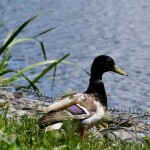 Plywajace_Ogrody_OnWater.pl_Gdansk_04