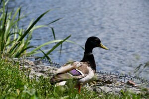 Plywajace_Ogrody_OnWater.pl_Gdansk_04